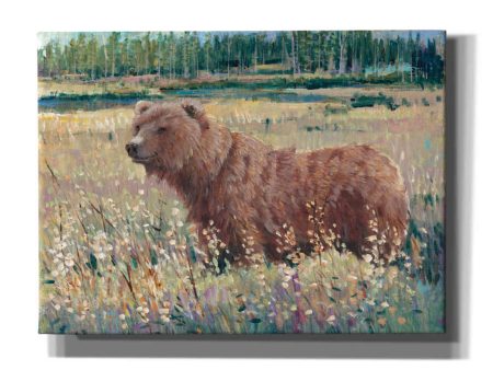 Bear in the Field  by Tim O Toole, Canvas Wall Art Supply