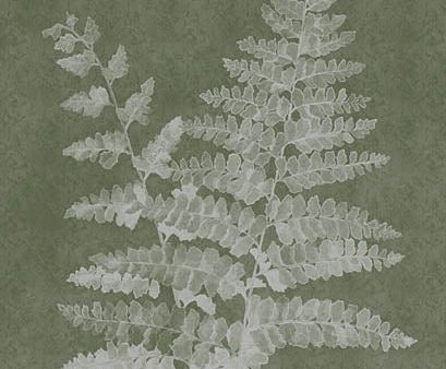 ALP2463 - Woodland Ferns II - 12x16 Hot on Sale