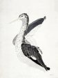 SDS1440 - Long Billed Bird - 12x16 Online Sale