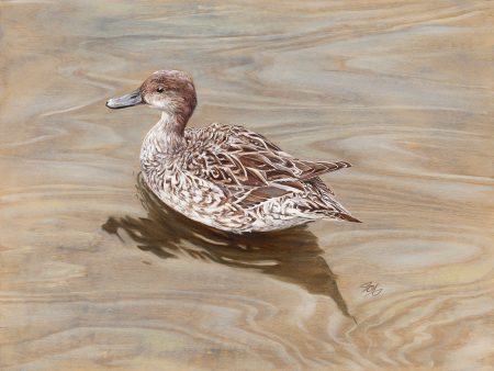 Mottled Duck on Birch Fashion